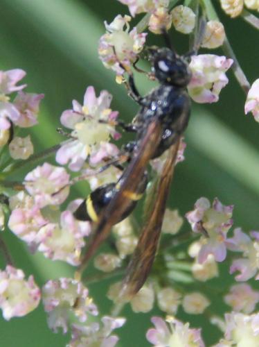 Réf. 298 475 : Symmorphus sp.